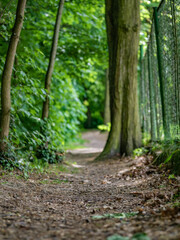 polna ścieżka w środku lasu wokół drzew zielone otoczenie ziemny klimatyczny lasek