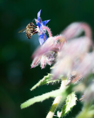 Abeja en flor