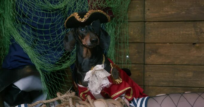 Person gives edge of rope, and the dachshund dog in military coat of Victorian era and in tricorn colonial commander hat, wearing with eye patch takes it in its mouth and tightens knot