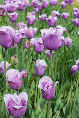 Light and dark purple tulips in a field