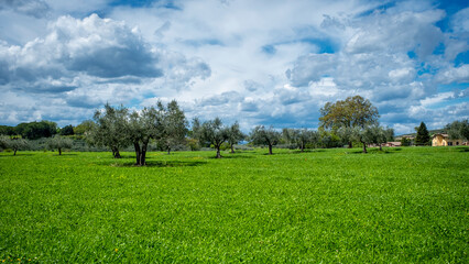 The countryside and its olive trees along the slopes of the hills surrounding Assisi (Umbria Region, Central Italy); UNESCO Site, is world famous as birthplace of St. Francis, Italy's christian Patron