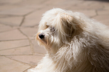 beautiful furry white dog in summer
