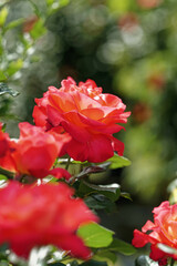 ゴージャスな深紅のバラ