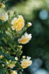 パーゴラに咲くレモンイエローのバラ