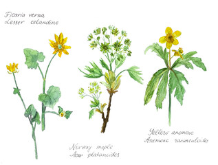 blooming spring buttercup anemone, Norway maple, pilewort, watercolor botanical sketch
