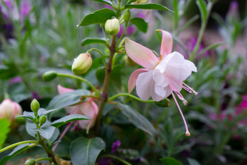 fuchsia magellanica flower, hummingbird fuchsia or hardy fuchsia, Hanging fuchsia flowers in shades...
