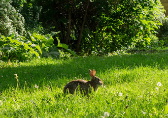 A wild orange Rabbit, bunny with big ears in a fresh green forest (Spring baby rabbit or Easter rabbit)