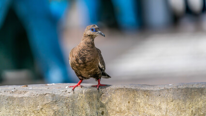 A pigeon with blue eyes stands on the wall (Zenaida meloda)