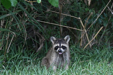 Raccoon