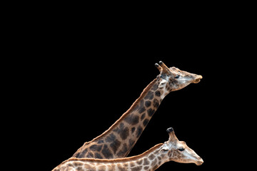 Closeup giraffe necks isolated on black background