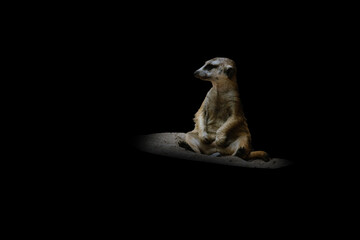 meerkat isolated on a black background