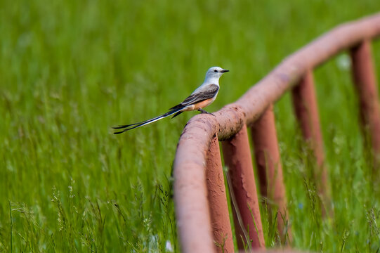scissor tailed flycatcher on a fence