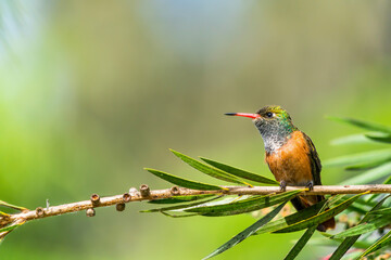 A Peruvian Hummingbird on a branch
