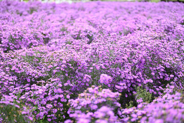 Obraz premium cutter flower field with pink or purple flowers on field nature garden beautiful flower blooming in summer