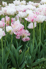 Light pink, dark pink tulips in a field