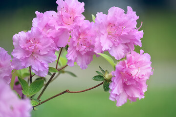 Flowering bushes of rhododendron flowers
