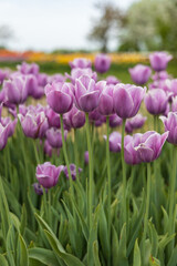 Light and dark purple tulips in a field