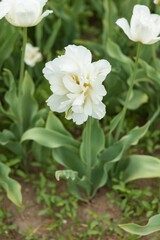 White tulip in a field, close-up