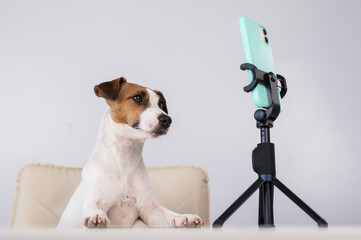 Jack Russell Terrier dog live streaming on smartphone. 