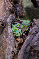 Plantas suculentas en medio de un tronco seco