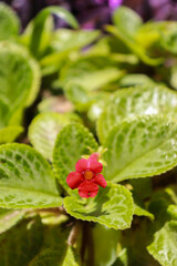 Flor roja pequeña con hojas verdes, en fondo desenfocado