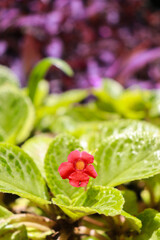 Flor roja con centro amarillo con hojas verdes, con fondo desenfocado