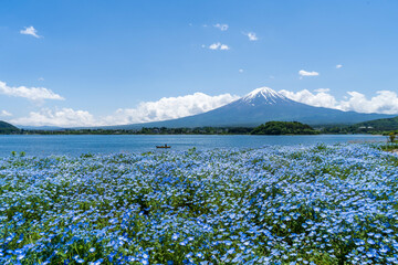 青空の下で雲を背景にした富士山と咲き誇るネモフィラ・小舟が浮かぶ河口湖
