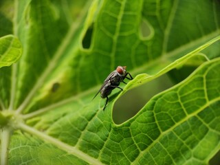Housefly Resting on a Green Stem – Macro Close-Up Shot