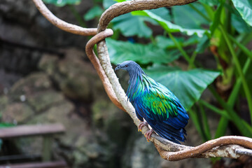 blue and yellow macaw