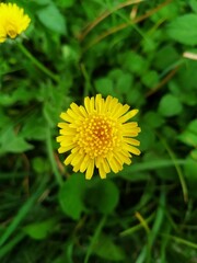 Yellow dandelion flower