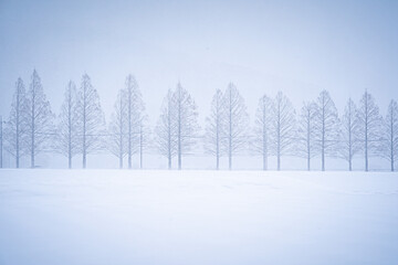 木々と雪景色 / Trees and snowy landscape
