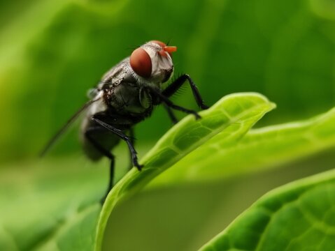 Housefly Resting on a Green Stem &ndash; Macro Close-Up Shot