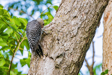 Close up shot of female Red-bellied woodpecker