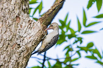 Close up shot of female Red-bellied woodpecker