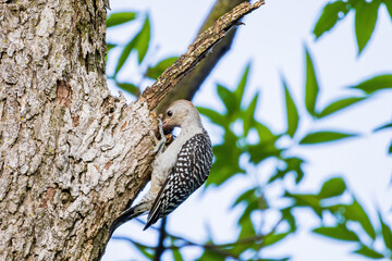Close up shot of female Red-bellied woodpecker