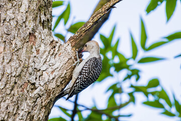 Obraz premium Close up shot of female Red-bellied woodpecker
