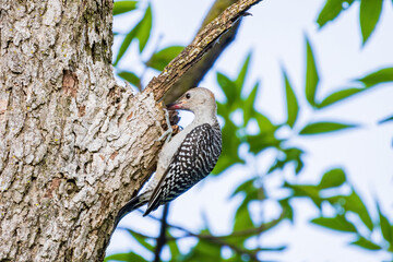 Close up shot of female Red-bellied woodpecker