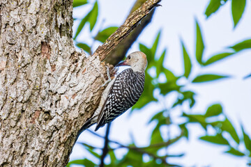 Close up shot of female Red-bellied woodpecker catching Hogna spider