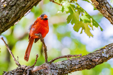 Close up shot of Northern cardinal on a tree