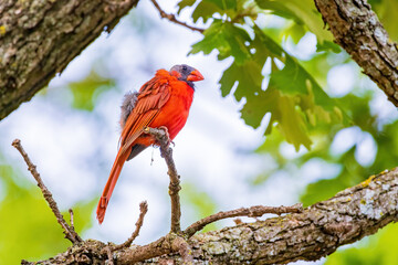 Close up shot of Northern cardinal on a tree