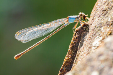 Close up shot of Powdered dancer Dameselfly eating insect