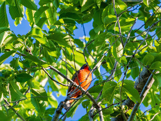 Close up shot of Painted bunting on a tree