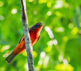Close up shot of Painted bunting on a tree