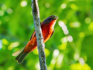 Close up shot of Painted bunting on a tree