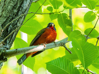 Close up shot of Painted bunting on a tree