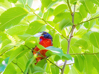 Close up shot of Painted bunting on a tree