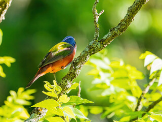 Close up shot of Painted bunting on a tree
