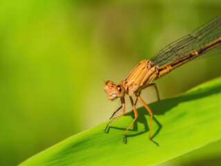 Close up shot of Dameselfly