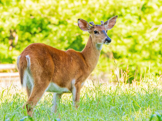 Sunny view of the White-tailed deer