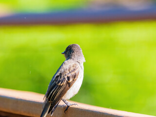 Close up shot of Eastern phoebe